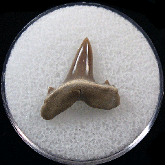 Kazakhstan Isurolamna inflata tooth for sale | Buried Treasure Fossils