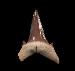 Hypotodus verticalis tooth - Kazakhstan | Buried Treasure Fossils