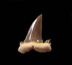 Hypotodus shark tooth for sale | Buried Treasure Fossils