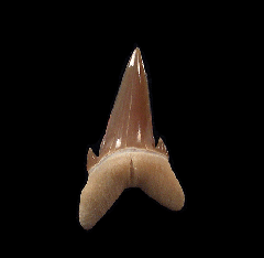 Top quality Hypotodus tooth for sale |Buried Treasure Fossils   