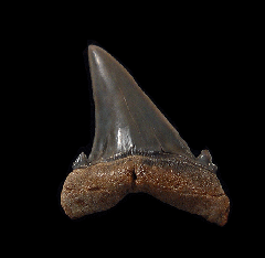 Top Quality Kazakhstan Hypotodus tooth for sale | Buried Treasure Fossils