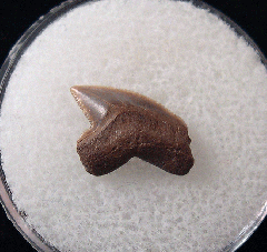 Squalicorax papulovi tooth | Buried Treasure Fossils