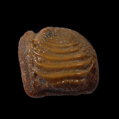 Ptychodus paucisulcatus tooth | Buried Treasure Fossils