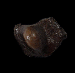 Rare Ptychodus rugosus tooth from Kazakhstan | Buried Treasure Fossils