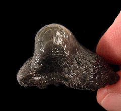 Ptychodus rugosus tooth for sale from Zharyk, Kazakhstan | Buried Treasure Fossils