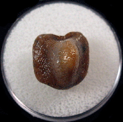 Ptychodus rugosus tooth for sale from Alga, Kazakhstan | Buried Treasure Fossils