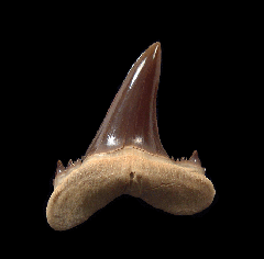 Jaekelotodus trigonalis tooth | Buried Treasure Fossils