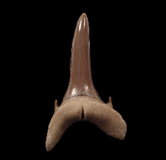 Mennerotodus glueckmani tooth for sale | Buried Treasure Fossils