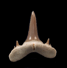 Mennerotodus shark tooth - lateral position | Buried Treasure Fossils 