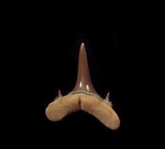 Mennerotodus glueckmani shark tooth | Buried Treasure Fossils  