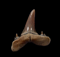 Mennerotodus tooth for sale | Buried Treasure Fossils