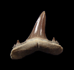 Real Kazakhstan Mennerotodus tooth for sale | Buried Treasure Fossils