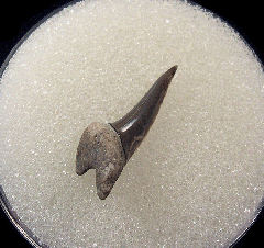 Large Early Eocene Xiphodolamia tooth for sale | Buried Treasure Fossils