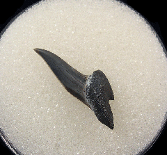 Big Early Eocene Xiphodolamia tooth for sale | Buried Treasure Fossils