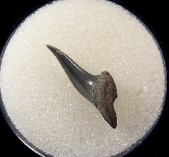 Big Early Eocene Xiphodolamia tooth for sale | Buried Treasure Fossils