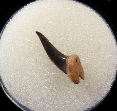 Rare early Eocene Xiphodolamia tooth for sale | Buried Treasure Fossils