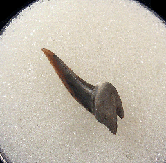 Big Early Eocene Xiphodolamia tooth for sale | Buried Treasure Fossils