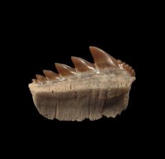 Kazakhstan Notorynchus  kempi  tooth for sale | Buried Treasure Fossils