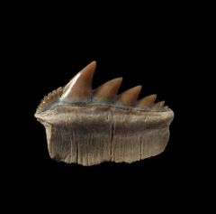 Notorynchus  sp.  symphyseal tooth | Buried Treasure Fossils