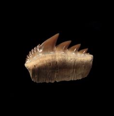 Notorynchus  sp.  symphyseal tooth | Buried Treasure Fossils