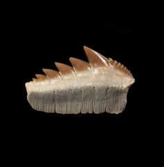 Notorynchus  kempi  lower jaw tooth | Buried Treasure Fossils