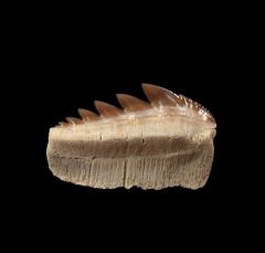 Notorynchus  sp.  symphyseal tooth | Buried Treasure Fossils