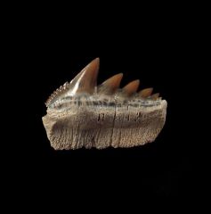 Notorynchus  sp.  symphyseal tooth | Buried Treasure Fossils