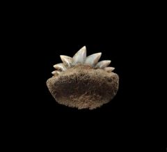 Notorynchus  sp.  symphyseal tooth | Buried Treasure Fossils