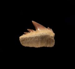 Notorynchus  primigenius  tooth from Kazakhstan | Buried Treasure Fossils