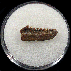 Kazakhstan Hexanchus casieri tooth for sale | Buried Treasure Fossils