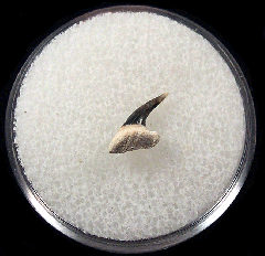 Heptranchias karagalensis tooth | Buried Treasure Fossils