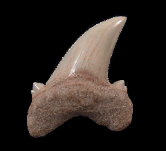 Top Quality Kazakhstan Auriculatus tooth for sale | Buried Treasure Fossils