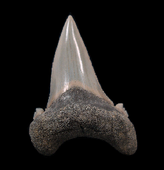 Aksuaticus transition tooth for sale | Buried Treasure Fossils