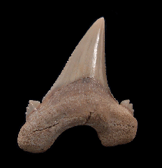 Aksuaticus transition tooth for sale | Buried Treasure Fossils