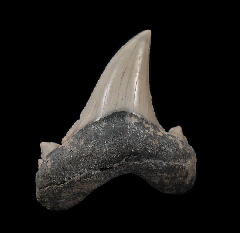 Aksuaticus tooth for sale | Buried Treasure Fossils