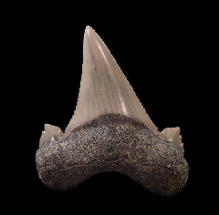 Carcharocles aksuaticus tooth for sale | Buried Treasure Fossils