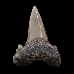 Aksuaticus transition tooth for sale | Buried Treasure Fossils