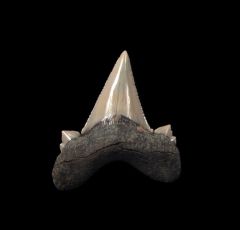 Aksuaticus transition tooth for sale | Buried Treasure Fossils