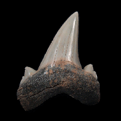 Kazakhstan Otodus obliquus tooth for sale | Buried Treasure Fossils