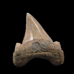 Kazakhstan Otodus obliquus tooth for sale | Buried Treasure Fossils