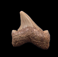 Kazakhstan Otodus obliquus tooth for sale | Buried Treasure Fossils