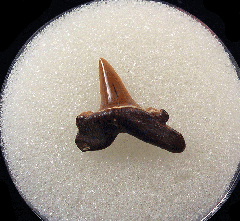 Lamna rupeliensis - Oligocene                         