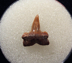 Rare Lamna rupeliensis tooth for sale | Buried Treasure Fossils