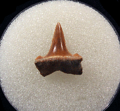 Rare Lamna rupeliensis tooth for sale | Buried Treasure Fossils