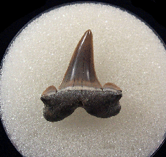 Lamna rupeliensis - Oligocene                         