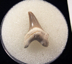 Rare Kazakhstan Parotodus tooth | Buried Treasure Fossils