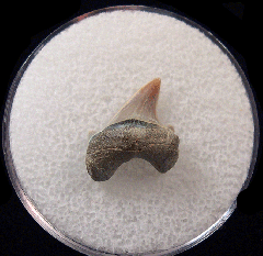 Rare Parotodus mangyshlakensis tooth for sale | Buried Treasure Fossils