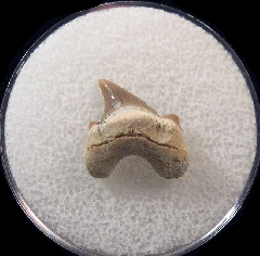 Rare Parotodus mangyshlakensis tooth from Kazakhstan | Buried Treasure Fossils