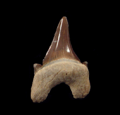 Parotodus mangyshlakensis           