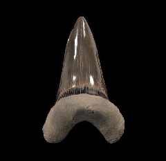 Kansas Cretoxyrhina mantelli tooth for sale | Buried Treasure Fossils